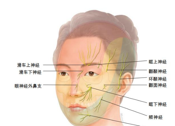 按压眶上神经位置图图片