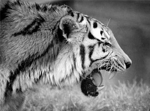 全球最凶残的老虎,流窜2国吃掉436人,被击毙后才知它吃人的真相