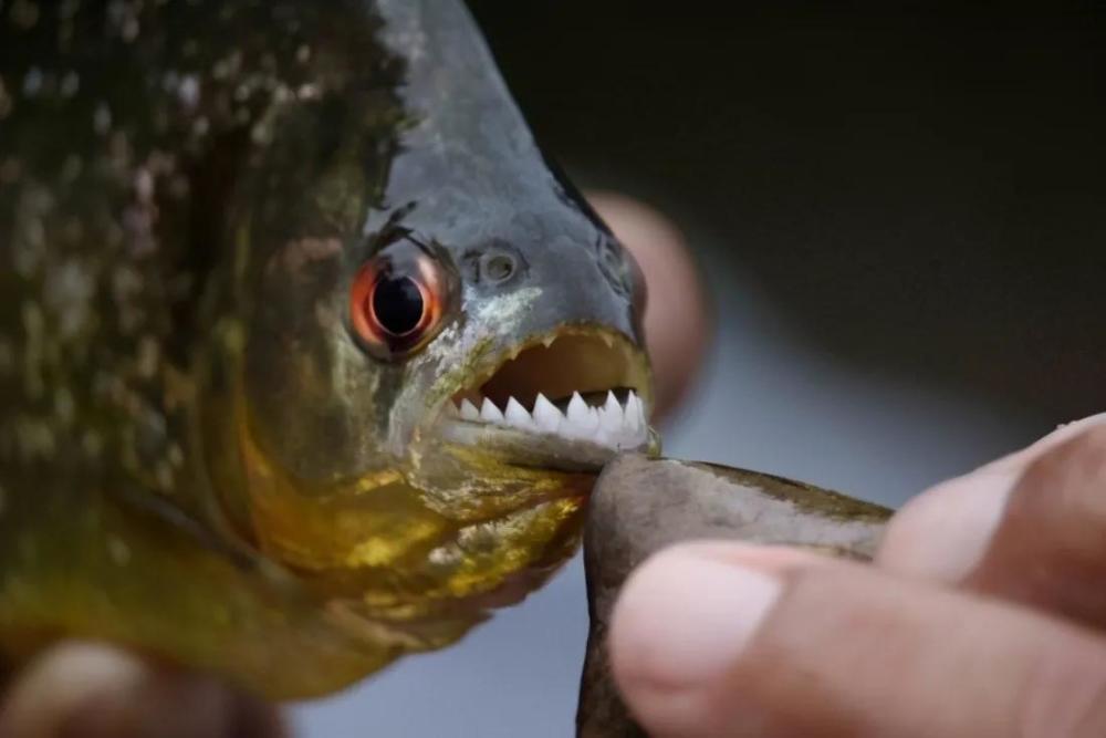 把食人魚當成點心菜刀都砍不動的魚卻被棒槌敲到了瀕危