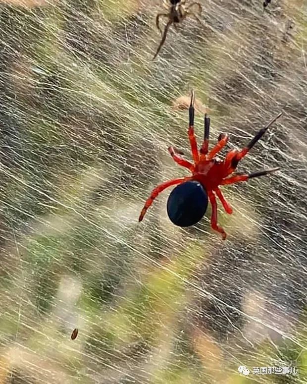 澳洲野外洪灾后飘起曼妙白纱竟是百万只蜘蛛在一起织网