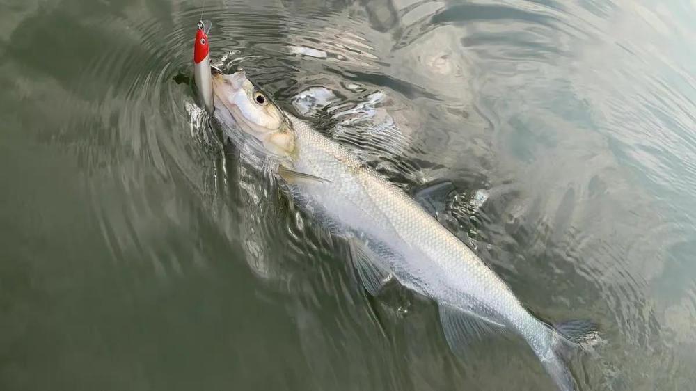 四川三岔湖"巨型翘嘴鱼"被钓起,1米多长,钓友反馈:抱不动啊