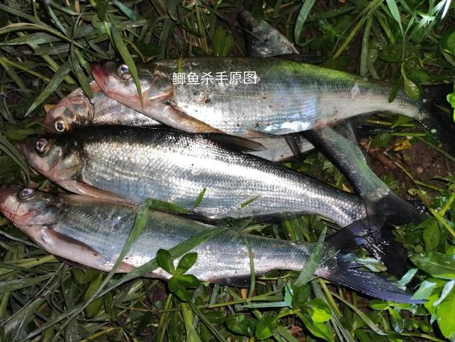 四川三岔湖巨型翘嘴鱼被钓起1米多长钓友反馈抱不动啊