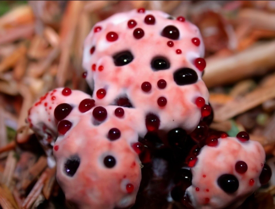 只不过在生长的过程中,伞盖上会渗出并聚集大小不一的红点,就像血滴一
