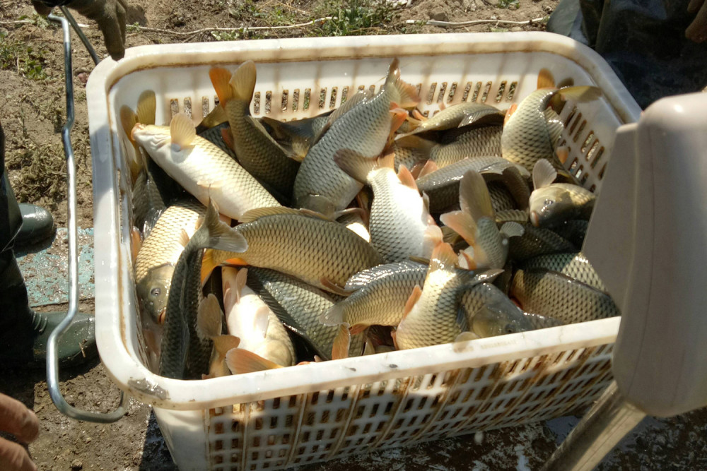 人工养殖的鲤鱼最喜欢吃哪种味型的鱼食?垂钓养殖鲤鱼的用饵方法