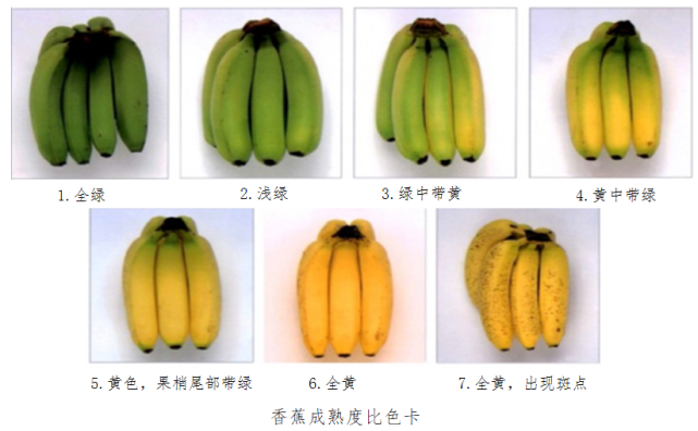 香蕉|贡蕉|粉蕉|芭蕉