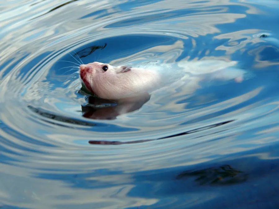 有动物实验提示,辅酶q10能增强小鼠的游泳耐力,并提高它们的抗疲劳