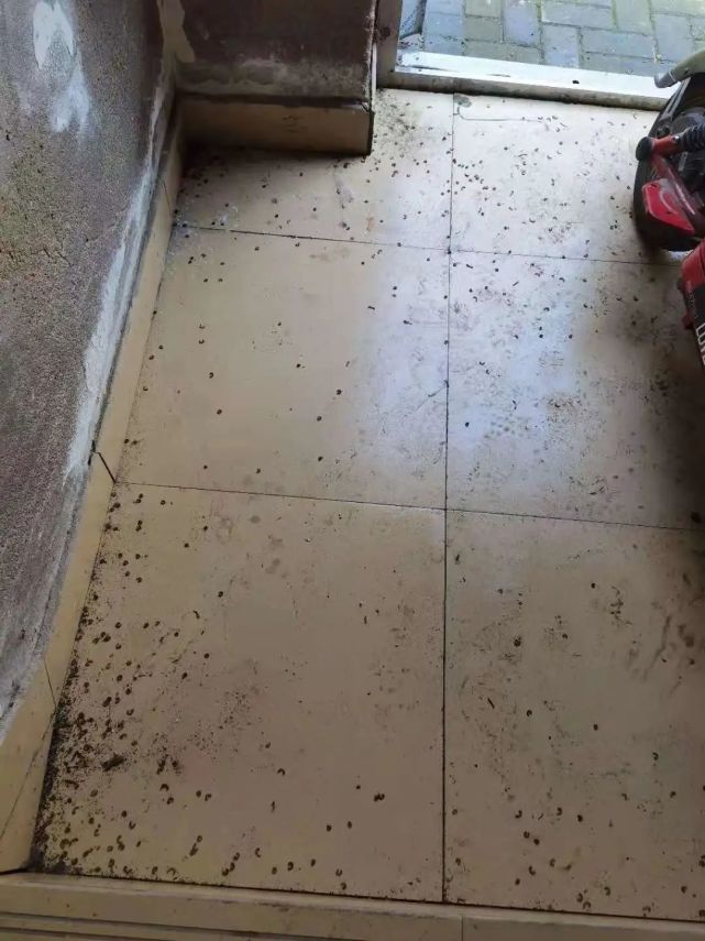 密集恐惧症者勿看前方高能网友担心它们随时有可能掉下来爬进屋里甚至