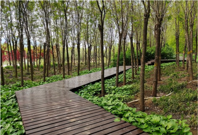 石家莊郊區最大的溼地公園,滿樹繁花美景如畫,知道的人卻不多