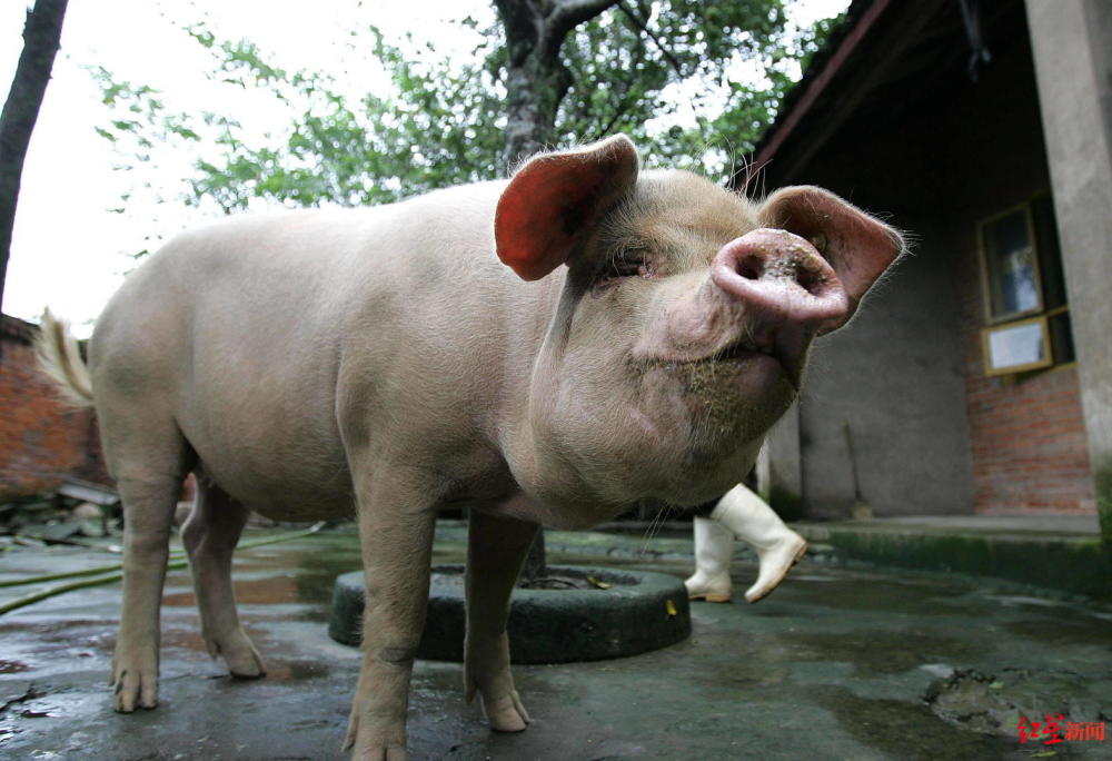 "猪坚强"的一生:从废墟下到博物馆 13年,它一直活在国人目光中_腾讯