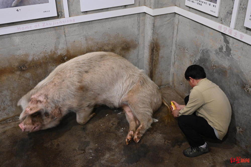 "猪坚强"的一生:从废墟下到博物馆 13年,它一直活在国人目光中_腾讯