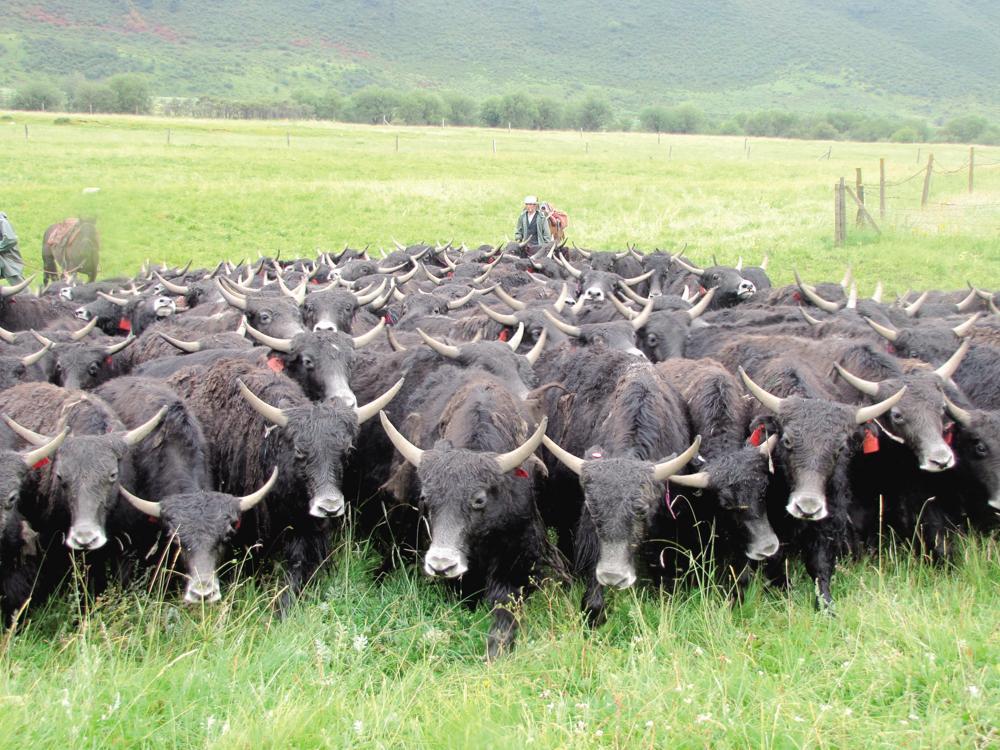 质量上乘的大通牦牛.省农业农村厅供图
