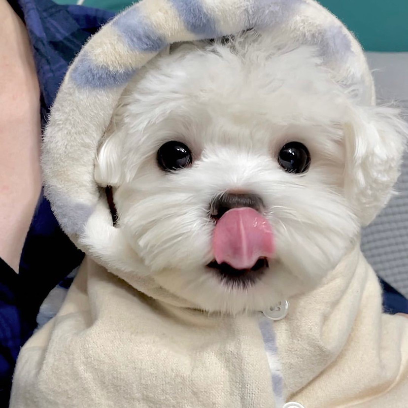 头像来袭好看的小姐姐可爱的小动物谁不爱