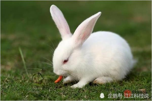 生肖兔 6月28号老天给你准备了天大的喜事 一辈子一次要接住了 生肖兔 运势