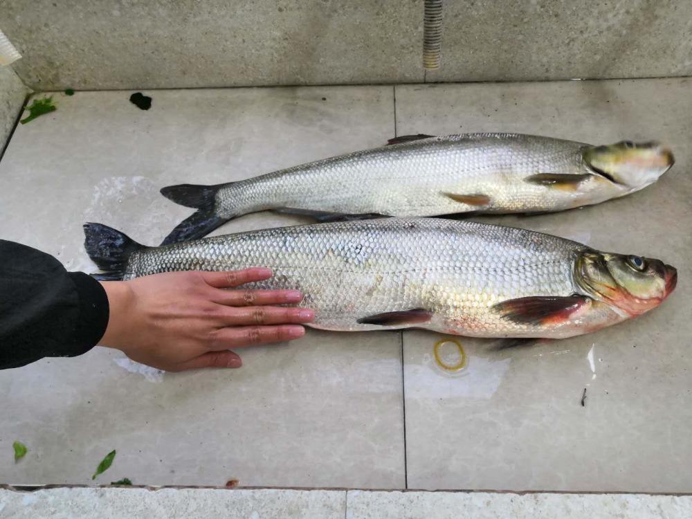 各位朋友,你们有垂钓过翘嘴鱼吗,截止到目前钓获过