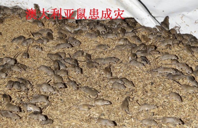 到处是老鼠致病大军入侵澳大利亚农民被迫狂烧庄稼应对鼠患
