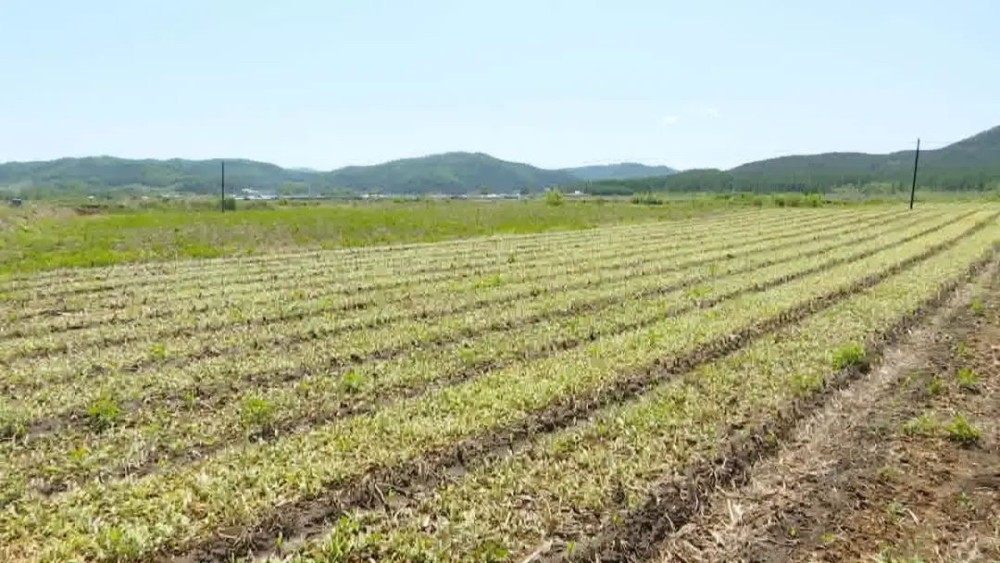 敦化市江源镇贝母采收忙贝农奔小康