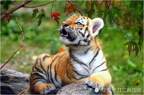 俗话说 家有生肖虎 虎虎又生威 6月生肖虎将迎来人生最大财 腾讯新闻