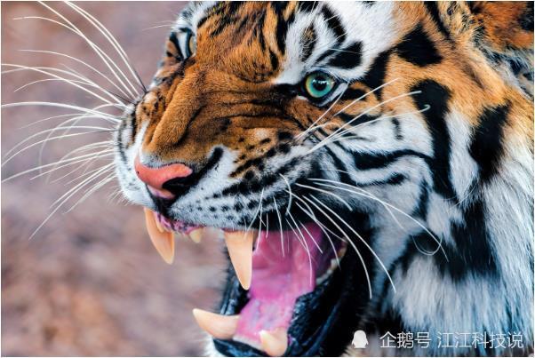 俗话说 家有生肖虎 虎虎又生威 6月生肖虎将迎来人生最大财 腾讯新闻