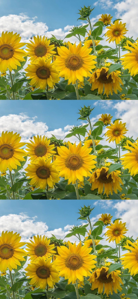 手机壁纸 向日葵壁纸 背景图 腾讯新闻