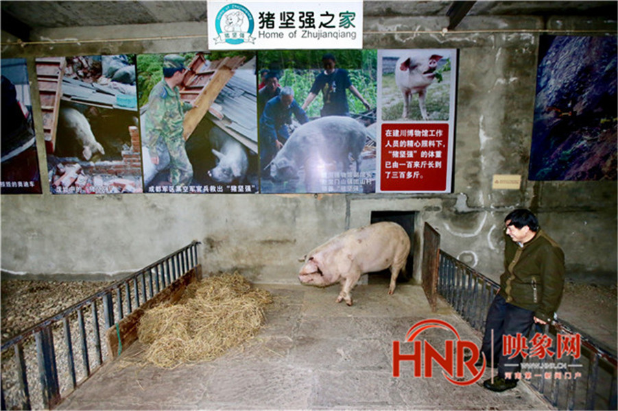 猪坚强离世回顾14年生命历程