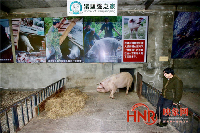 “猪坚强”离世 回顾14年生命历程_腾讯新闻