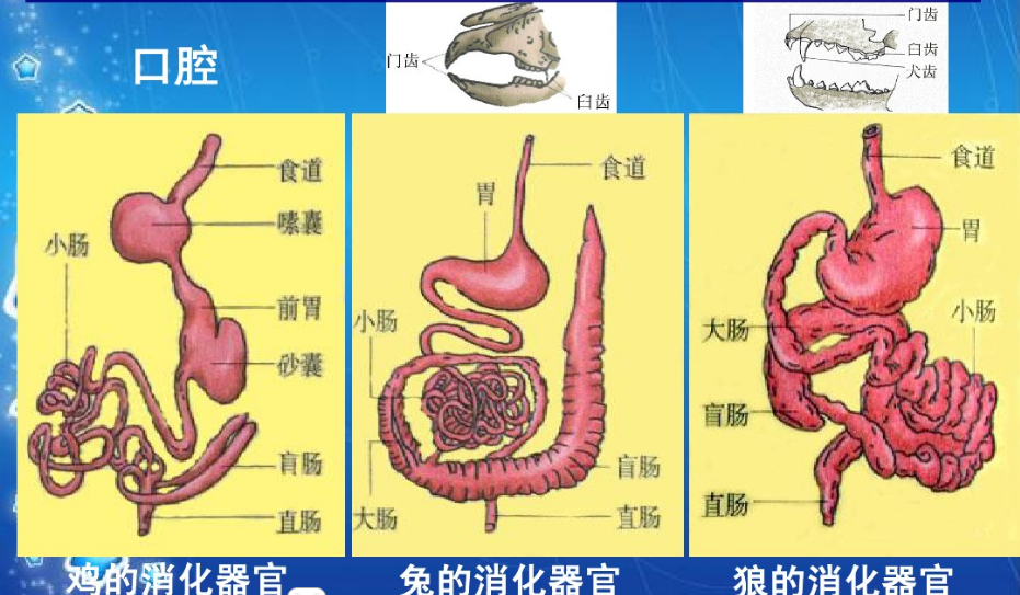 动物的肠子图片