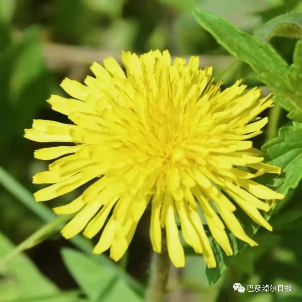 山花爛漫正當時!巴彥淖爾這裡大片的野生芍藥藏不住了