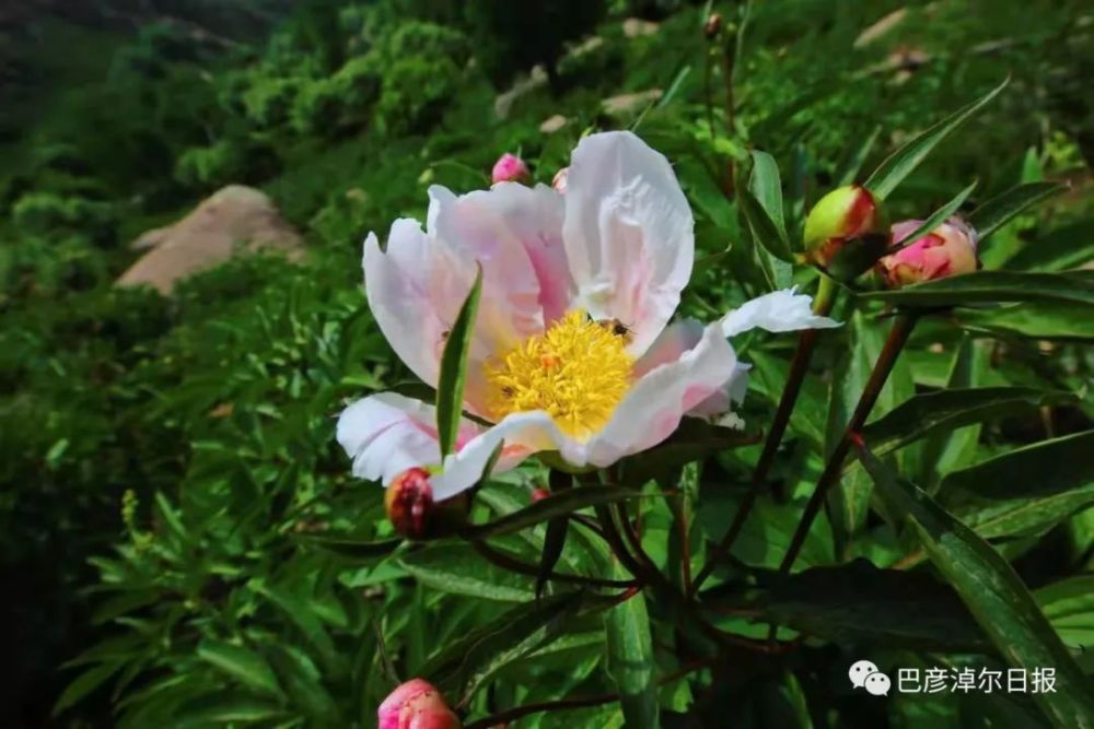 山花爛漫正當時!巴彥淖爾這裡大片的野生芍藥藏不住了