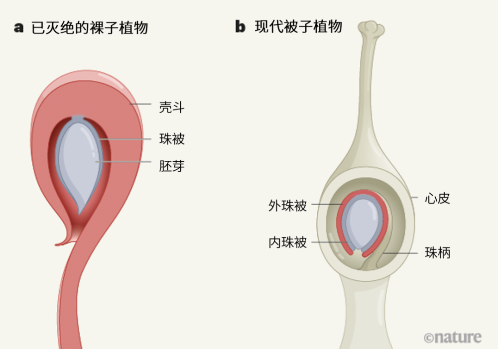 远古种子吐露有花植物进化之谜 全网搜