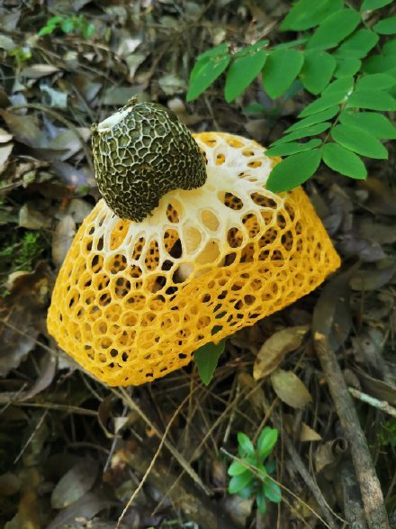 淳安首次发现野生菌中最美公主黄裙竹荪群落