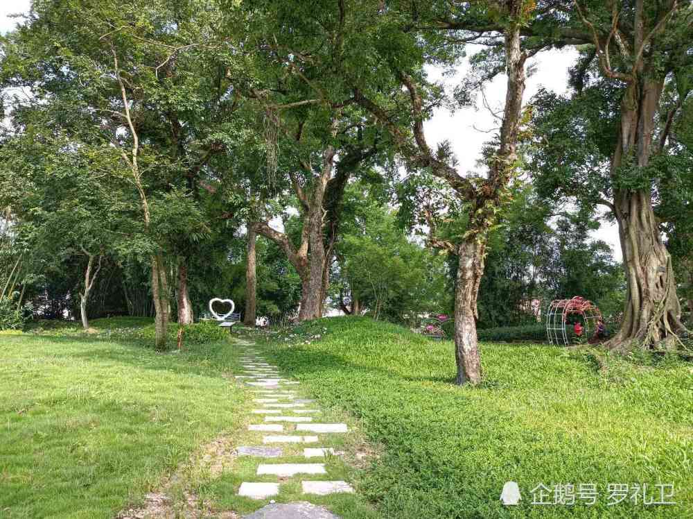 逛大井村綠美古樹公園看最美樟樹王