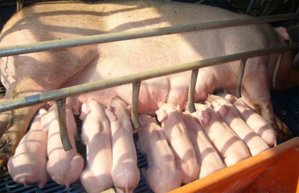 牛奶羊奶和驼奶都有人喝为何营养价值更高的猪奶却没人喝