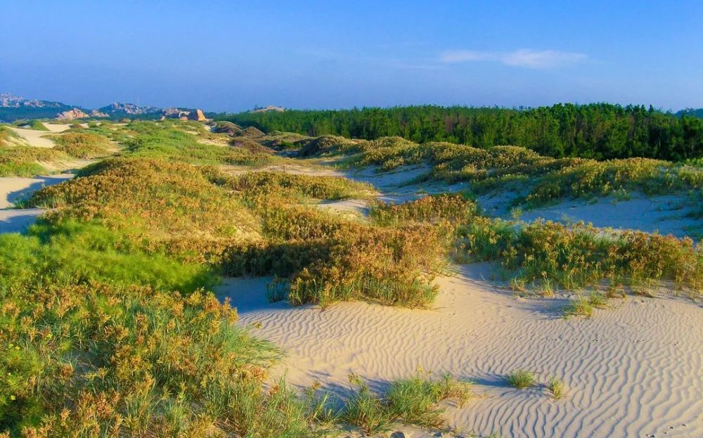 黃海 攝針對沿海地區造林立地條件差,土壤瘠薄,降雨量少,蒸發量大