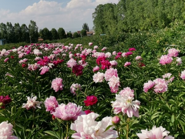 定西隔花相守如是往昔