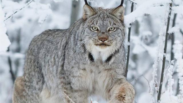 猞猁的实力有多强三只成年猞猁可以打过一只成年藏獒吗