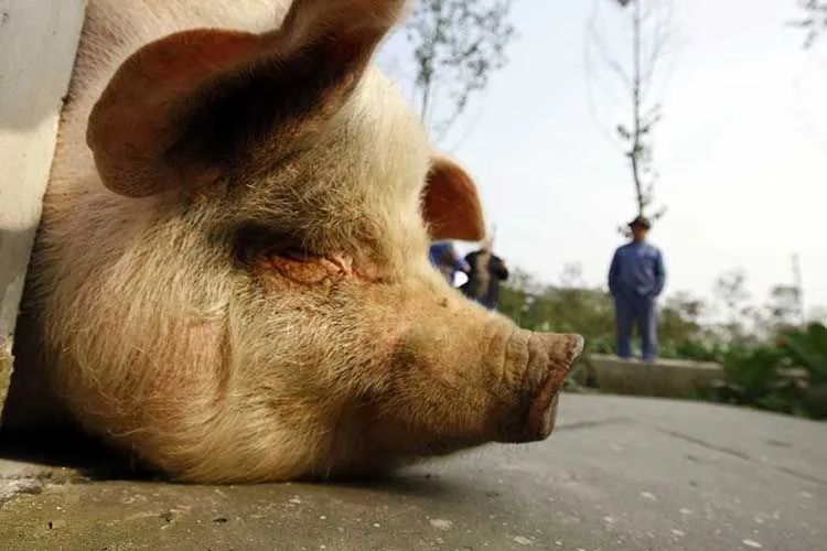 猪坚强在聚光灯下活过的14年