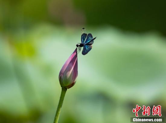 江西现常睹蝶形蜻蜓!