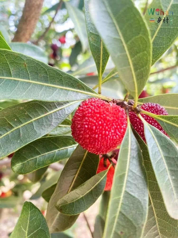 来黄陂实现杨梅自由,get初夏好滋味!