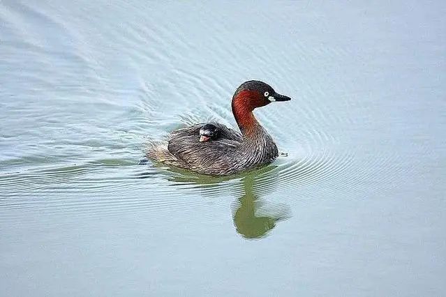 江边偶遇小鸭子专家说它叫水葫芦学名叫小鸊鷉