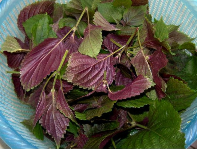 韩国人爱吃的"紫苏叶",原产中国却被当杂草,3个原因是关键