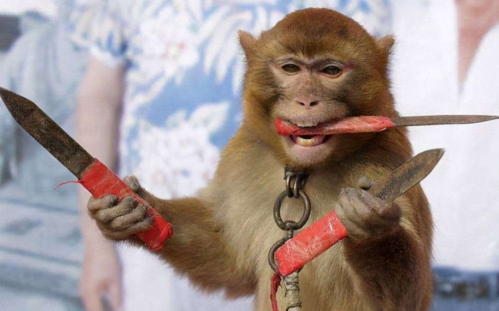 猴子怎么叫(广西人叫猴子怎么叫)