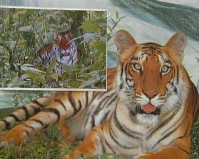 14年前,周正龙因拍"假老虎"被判刑2年,如今靠养蜂带村民致富