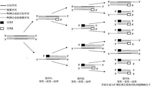 pcr技术图解引物延伸图片