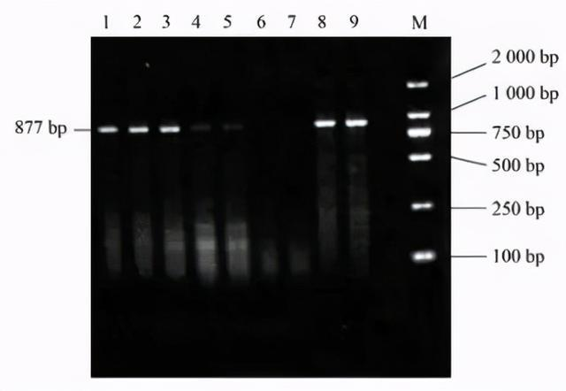 【快讯】浅谈|分子诊断技术分类
