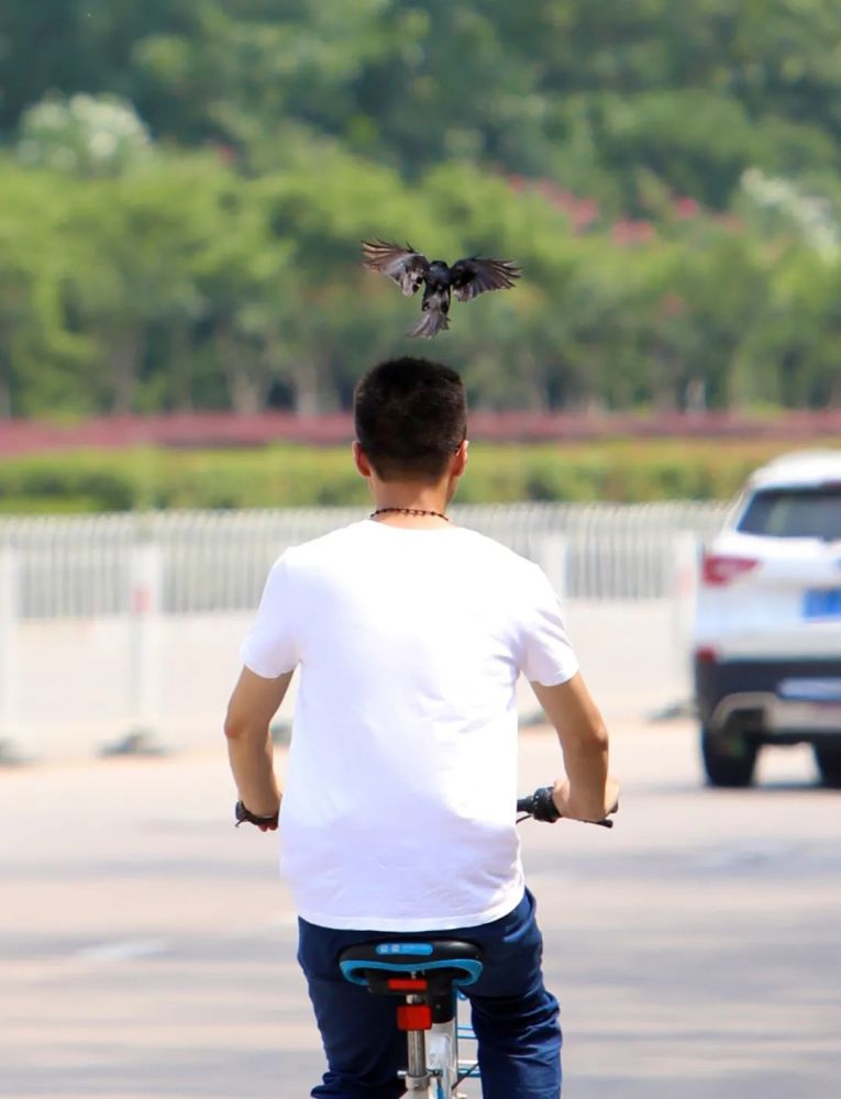 全身是黑色羽毛,尾巴有点像燕子的尾巴,袭击人时看起来非常凶猛