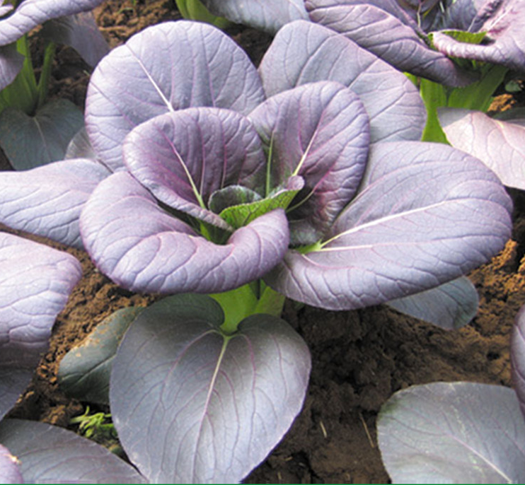 20多天就可以收获的紫色小白菜品种!非转基因,营养价值高～_腾讯新闻