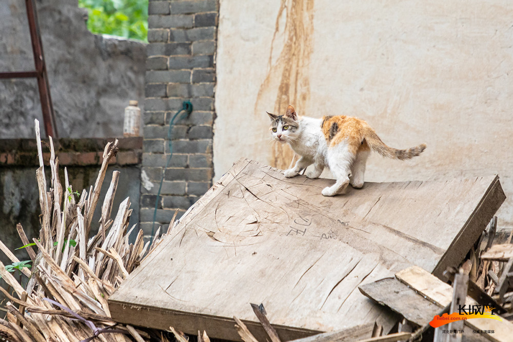 高清组图猫村等你来