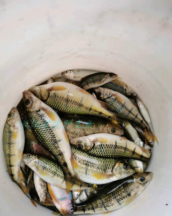 离奇!男子想去山上鱼庄吃鱼,被堵后却在路边钓起鱼庄"头牌"