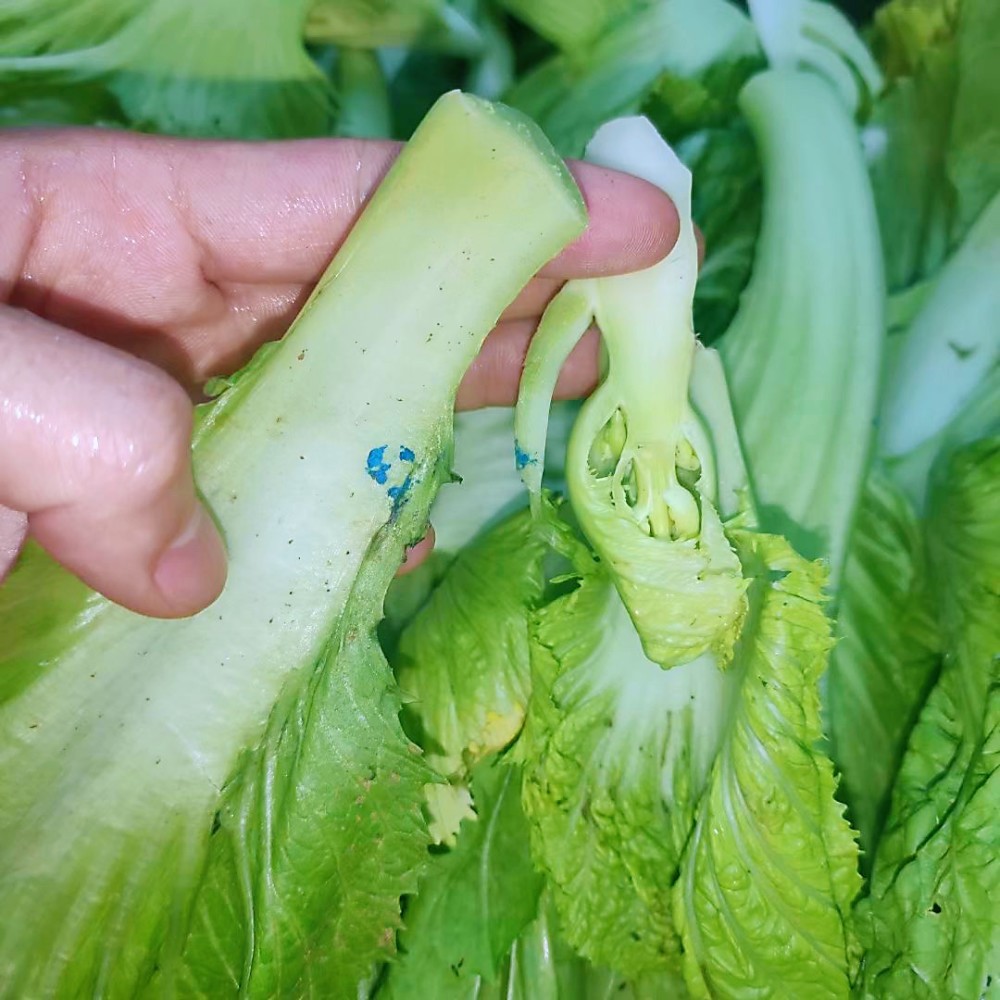 婆婆说买的青菜上面有蓝色颗粒究竟是什么能不能吃