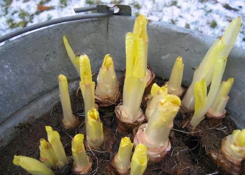 48岁男子尿酸高达760,查出肾衰,医生摇头:1种家常菜是"祸根"_腾讯新闻